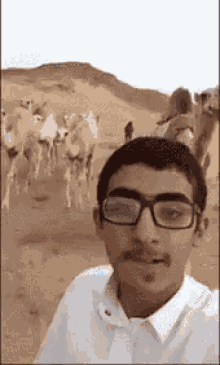 a young man wearing glasses is taking a selfie in front of a herd of camels in the desert .