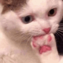 a close up of a white cat with pink paws licking its paw .