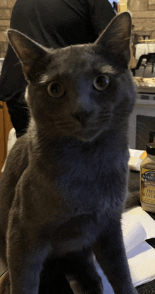 a gray cat is sitting on a counter next to a bottle of duck mustard