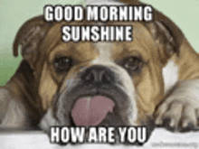 a bulldog is laying down with its tongue hanging out and a good morning sunshine how are you message .