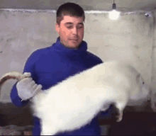 a man in a blue sweater is holding a very large white rat