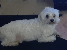 a small white dog is laying on a couch and looking at the camera