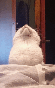 a white cat laying on a bed looking up at something