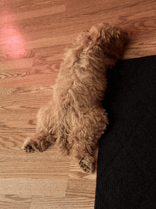 a dog laying on its back on a wooden floor next to a black rug