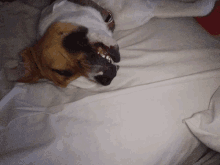 a brown and white dog laying on a white blanket with its mouth open