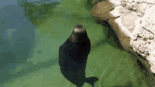 a seal is swimming in a pond next to a rock .