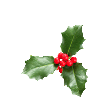 a holly branch with red berries and green leaves on a white background