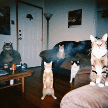 a group of cats standing on their hind legs in a living room in front of a couch