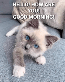 a kitten with blue eyes is laying on a blue couch and says hello how are you good morning .