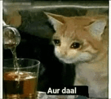 a cat is sitting in front of a glass of water with the words aur daal written on it .