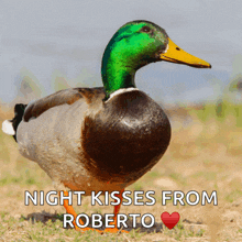 a picture of a duck with the words night kisses from roberto above it