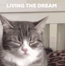 a cat with its eyes closed and the words " living the dream " above it