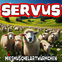 a poster of a herd of sheep with the word servius on top