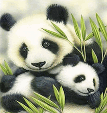 a mother panda bear and her baby panda bear are laying in the bamboo leaves .