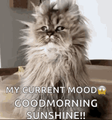 a fluffy cat is sitting on a wooden table and saying `` my current mood good morning sunshine ! ''