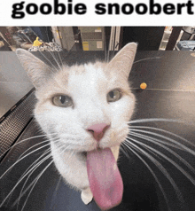 a cat sticking its tongue out with the caption goobie snoopert