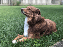 a brown and white dog is laying in the grass and looking up