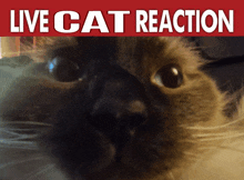 a close up of a cat 's face under a sign that says live cat reaction