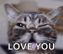 a close up of a cat 's face with its tongue sticking out and the words `` love you '' above it .