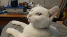 a white cat with blue eyes is laying down on a couch