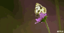 a butterfly is flying over a purple flower with a netflix logo in the background