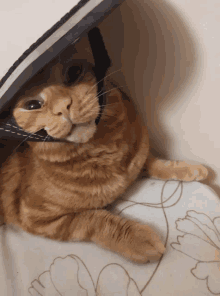 a cat with a helmet on its head is laying on a table