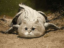 a cat is laying on the ground with a crocodile on its back .