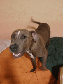 a dog with its mouth open is standing on an orange blanket