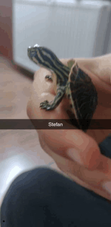 a person holding a small turtle with the name stefan written on the bottom