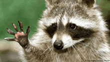 a raccoon with a dirty paw is waving its hand