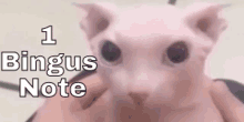 a person is holding a hairless cat with the words " 1 bingus note " on the bottom