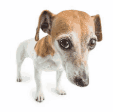 a small brown and white dog is standing on a white surface and looking at the camera .