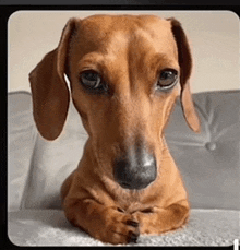 a dachshund is laying on a couch and looking at the camera .