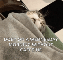 a cat is wrapped in a blanket with a caption that says doey on a wednesday morning without caffeine