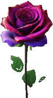 a purple rose with a green stem and leaves on a white background