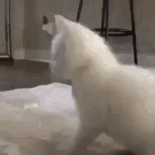 a white cat is walking on a carpet in a room