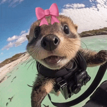 a otter wearing a pink bow and a camera