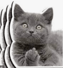 a gray kitten is giving the middle finger .