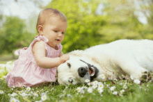 a baby in a pink dress petting a white dog in the grass