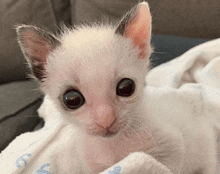 a small white kitten is laying on a blanket that says s on it