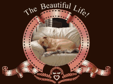 a picture of a dog sleeping on a couch with the words " the beautiful life "