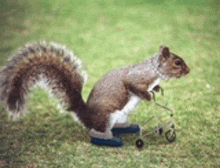 a squirrel wearing a pair of blue shoes is standing on a wheelchair .