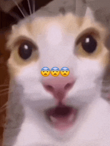 a close up of a cat 's face with three sad faces on it