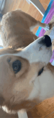 a close up of a dog 's face looking at something