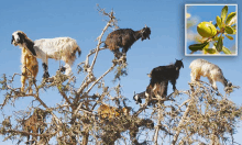 a group of goats standing on top of a tree branch