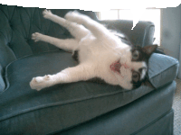 a black and white cat laying upside down on a blue couch