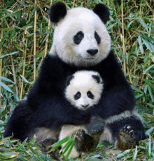 a panda bear is sitting in the grass holding a baby panda bear .