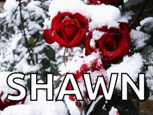 a picture of red roses covered in snow with the name shawn