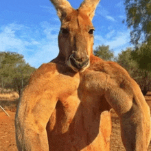 a kangaroo with a blue sky in the background shows off his muscles