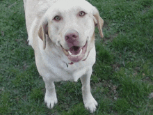 a dog is standing in the grass and smiling